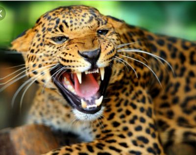 Rugen los Leopardos anaranjados