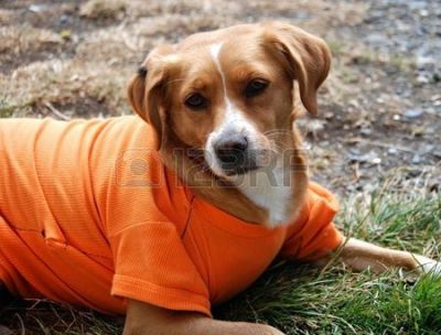 Perro en una camisata color naranja.