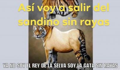 Tigres sin Rayas.