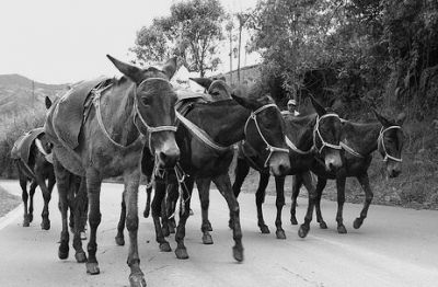 Les cogio la manada de mulas buaja