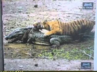Tigre vs. Cocodrilo