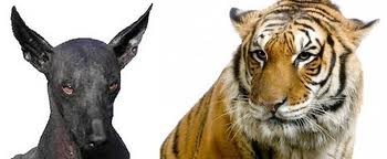 Tigres vs. perros chinos