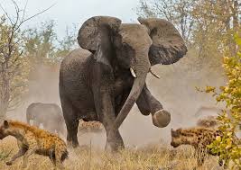 Elefantes destrozan a los leoncitos
