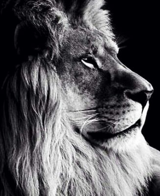 El majestuoso leon