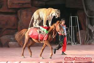 La montada del tigre sobre el caballo