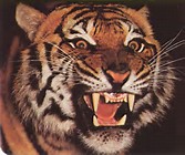 Tigre Asesino