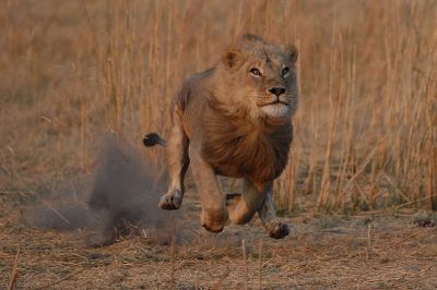 El leon de los azules