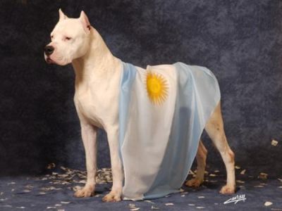 Cachorros de Holguin