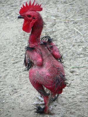 Mi Gallo llega sin plumas al Cepero