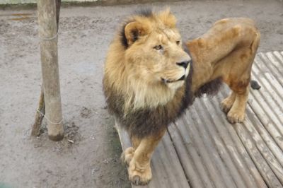 El leon nesesita comida