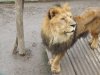 El leon nesesita comida