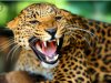 Rugen los Leopardos anaranjados