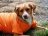 Perro en una camisata color naranja.