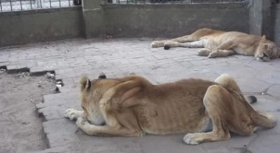 asi estan los leones