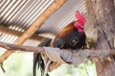 Asi estan los gallos hoy