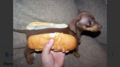 Hot dog