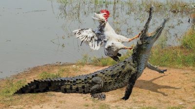 Nenito vs Lazaro al estilo Lisban Correa