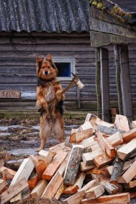 MUERDEN LOS CACHORROS.