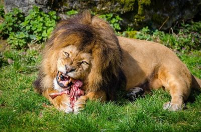 Leones comiendo gallinitas