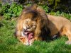 Leones comiendo gallinitas