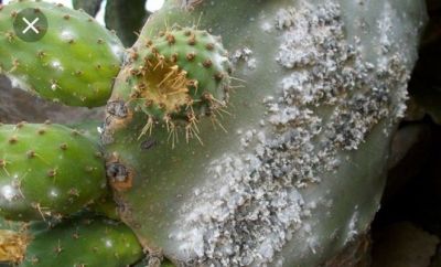 Las Tunas estn Pudriendoce buajaja