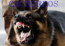 Cachorros de Holguin