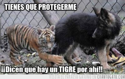 El tigre indefenso