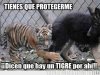 El tigre indefenso