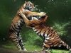 Pelea de tigres