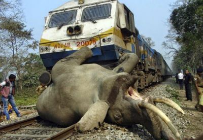 Los cogió el tren elefantes