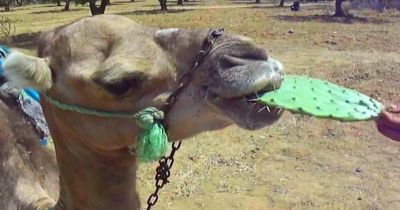 Camello guantanamero