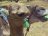 Camello guantanamero