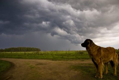 Huracanes o Cachorros? Seguro que los Cachorros