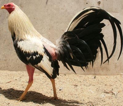 Gallo de pelea