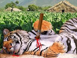 Tigre muerto por tabaco