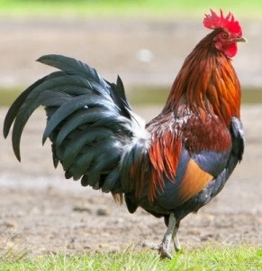 Como esta el gallo hoy