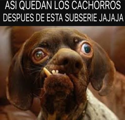 Los cachorros de Holguin.