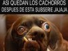 Los cachorros de Holguin.