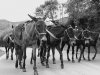Les cogio la manada de mulas buaja