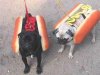 Los Cachorros listos para el juego.