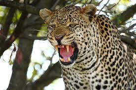 Ruge Leopa