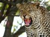 Leopa