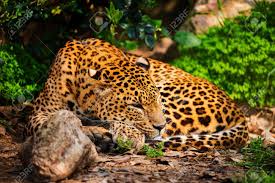 Leopa