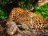 Leopa