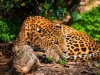 Leopa