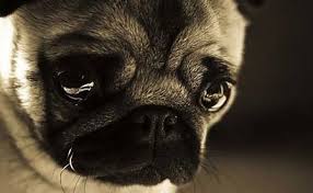 No llores perrito.