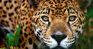 Ruge Leopa