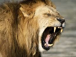 Griten ruge leona ahora!!!!