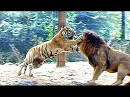 Tigre vs. Leon