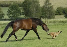 Corre perrito que te coje el caballo